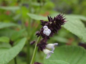 Salvia cyanicalyx