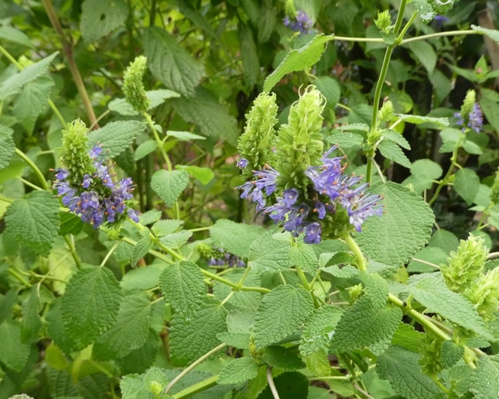 Salvia densiflora