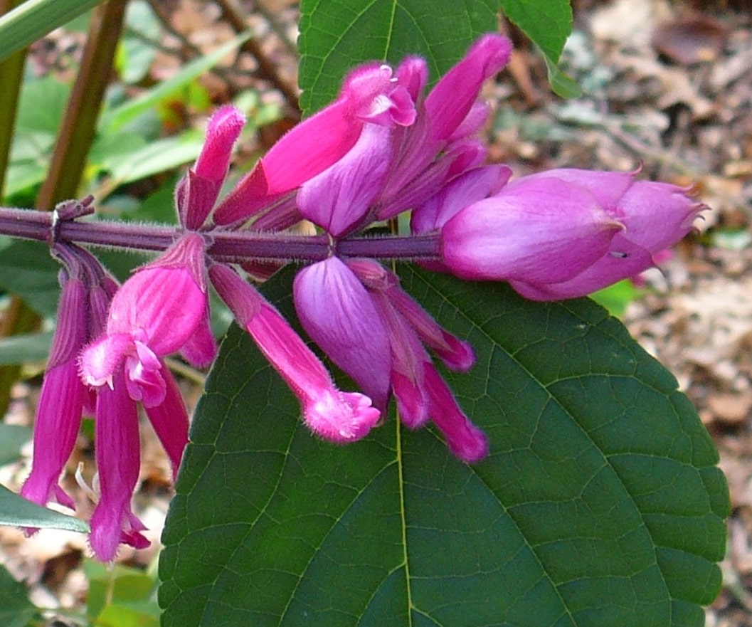 Salvia involucrata spp