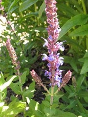 Salvia superba 'Adora Blue' Salvia superba 'Adora Blue'