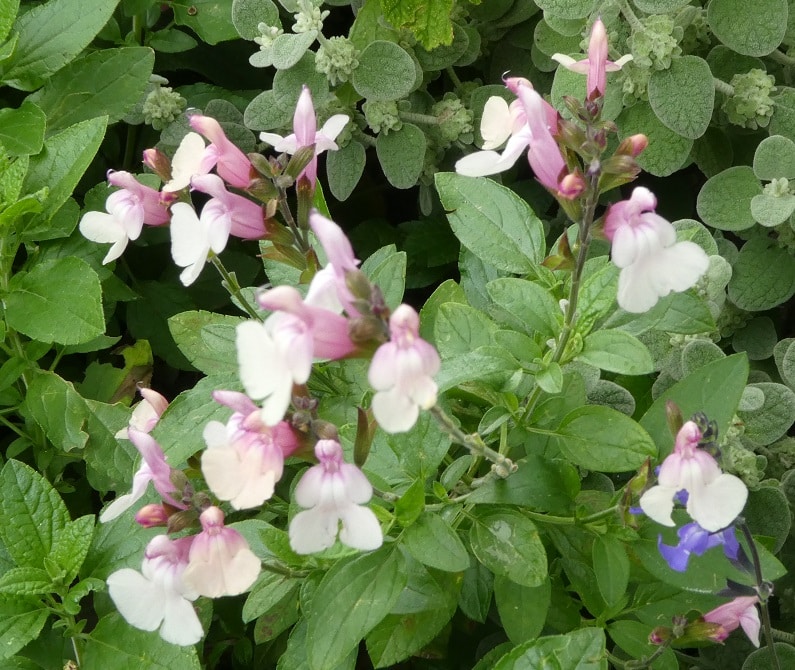 Salvia 'Appleblossom'