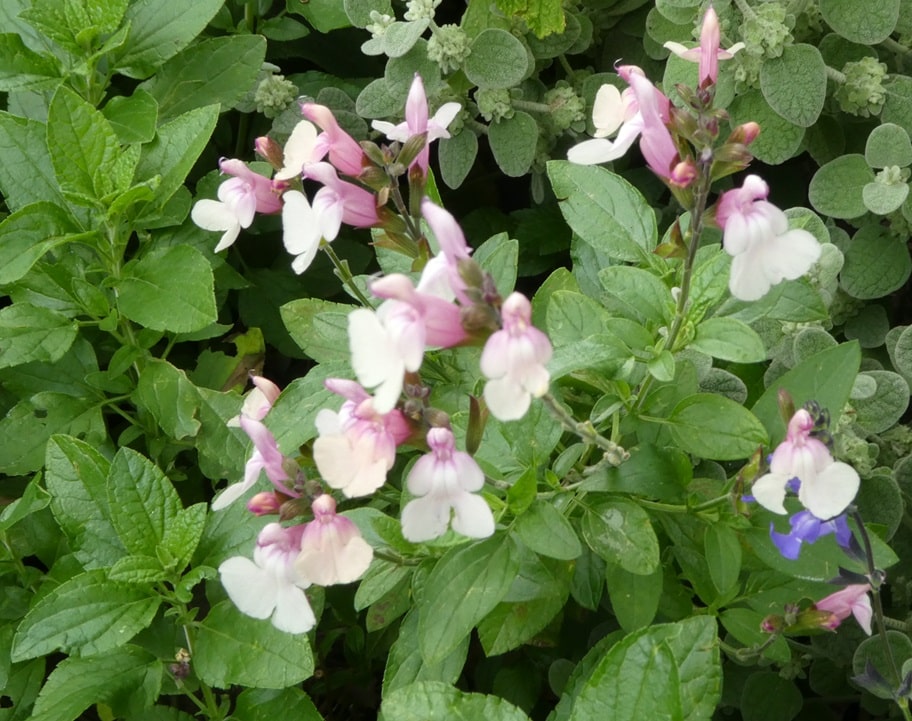 Salvia 'Appleblossom' Salvia 'Appleblosso,