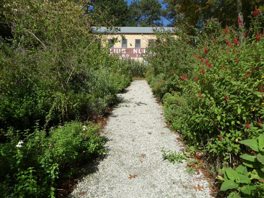 Nobelius Salvia Display Garden