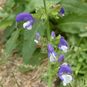 Salvia pratensis 'Madeline'