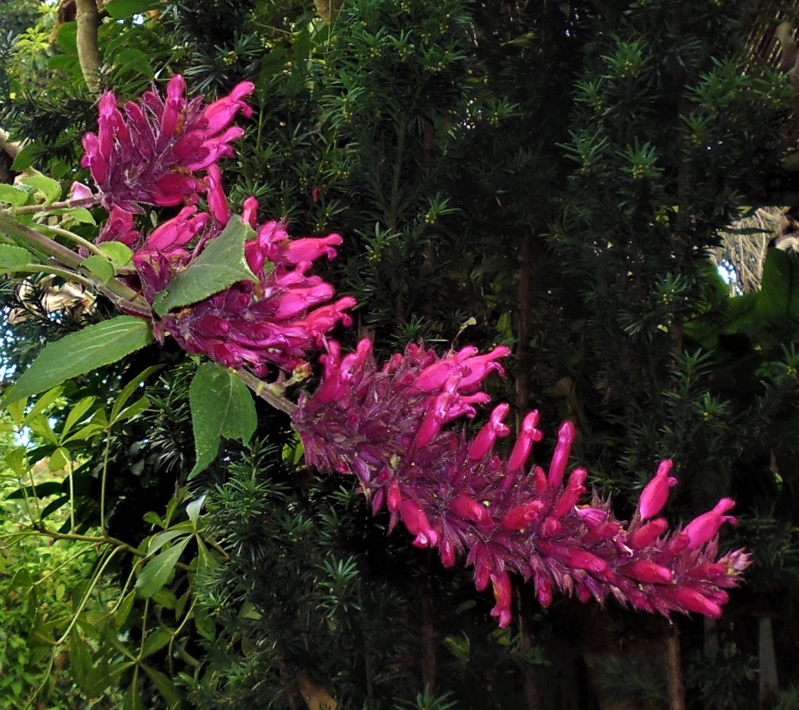 Salvia 'Timboon'
