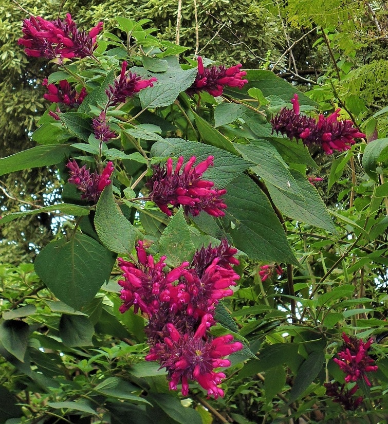 Salvia 'Timboon'
