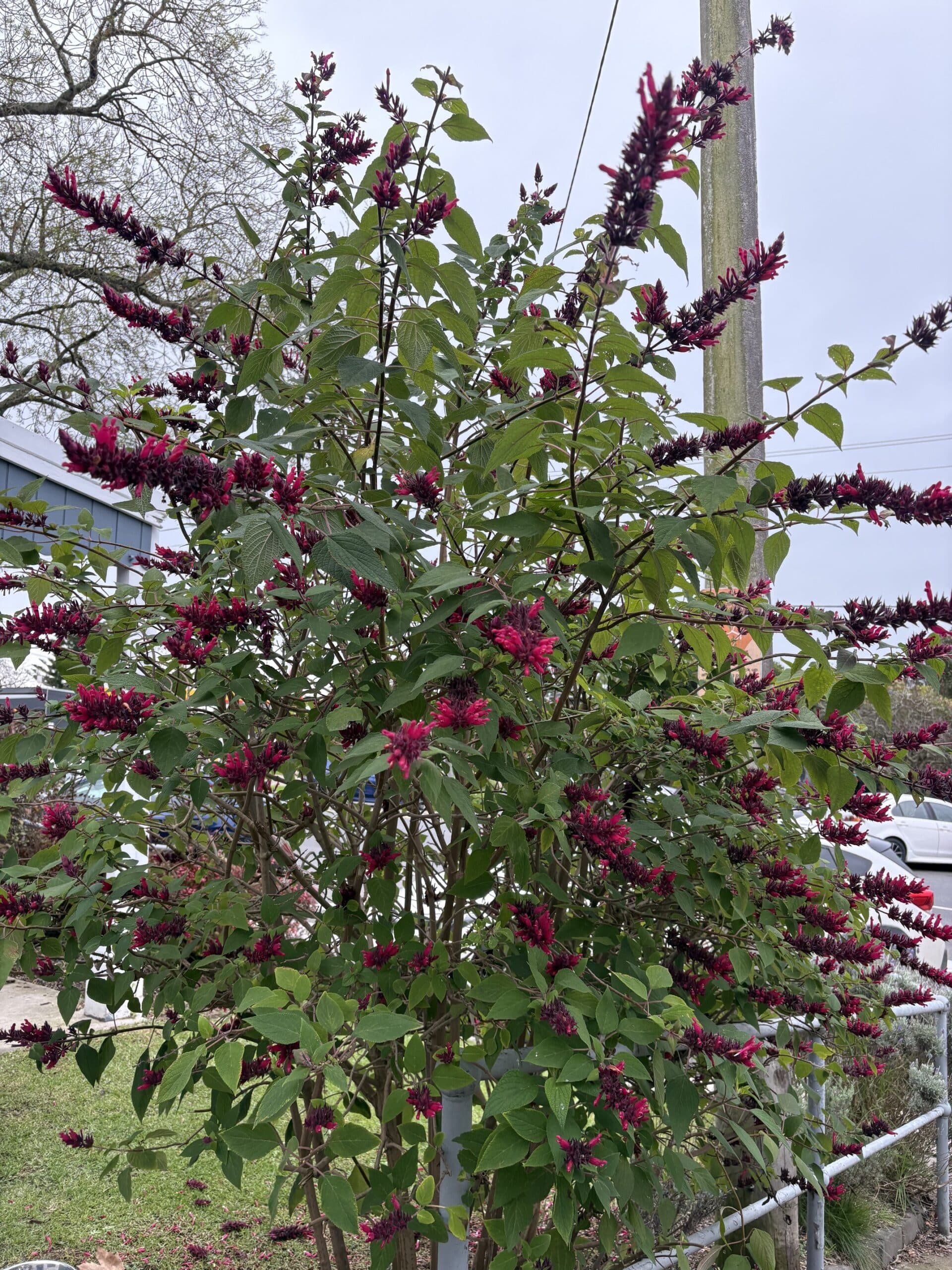 Salvia 'Timboon'