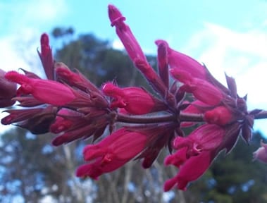 Salvia 'Timboon'