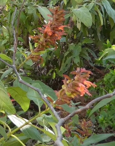 Salvia tuerkmanii