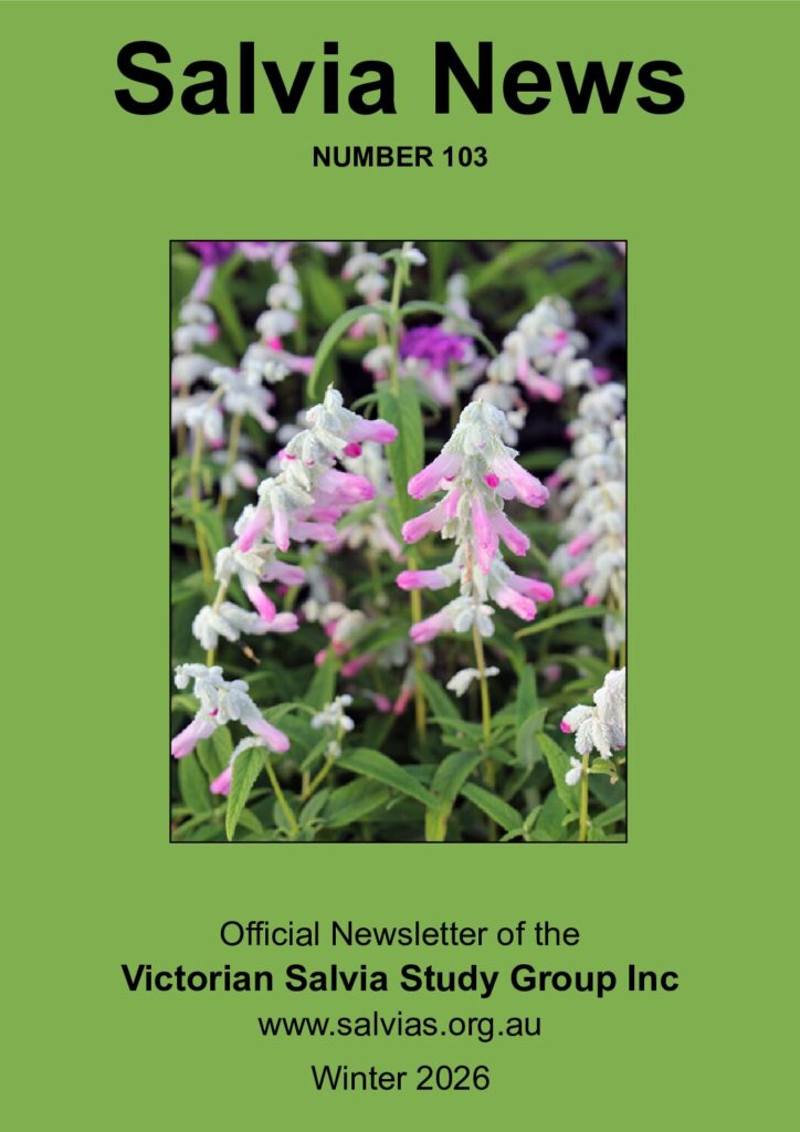 thumbnail of 103-Salvia News