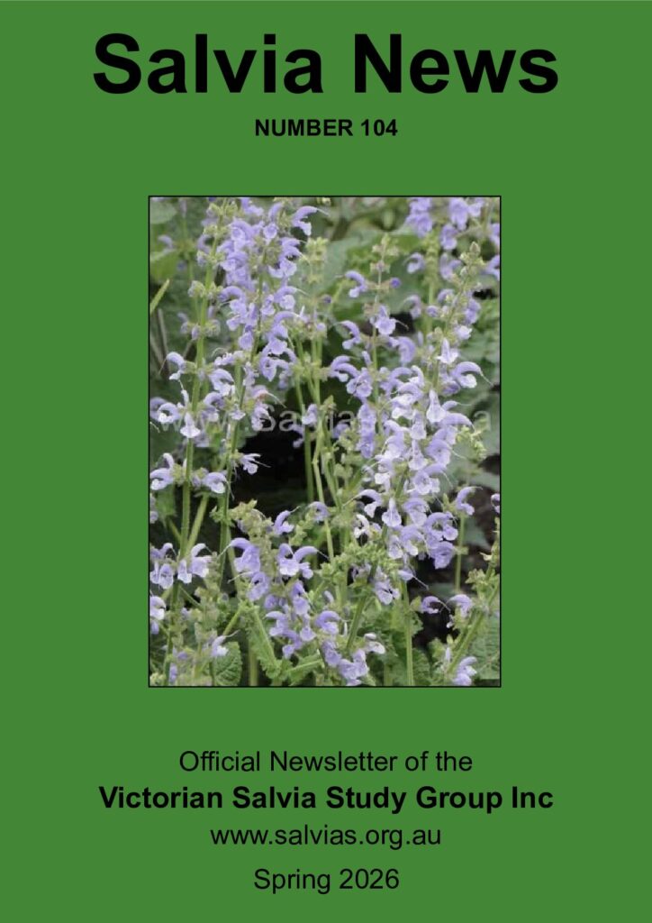 thumbnail of 104-Salvia News