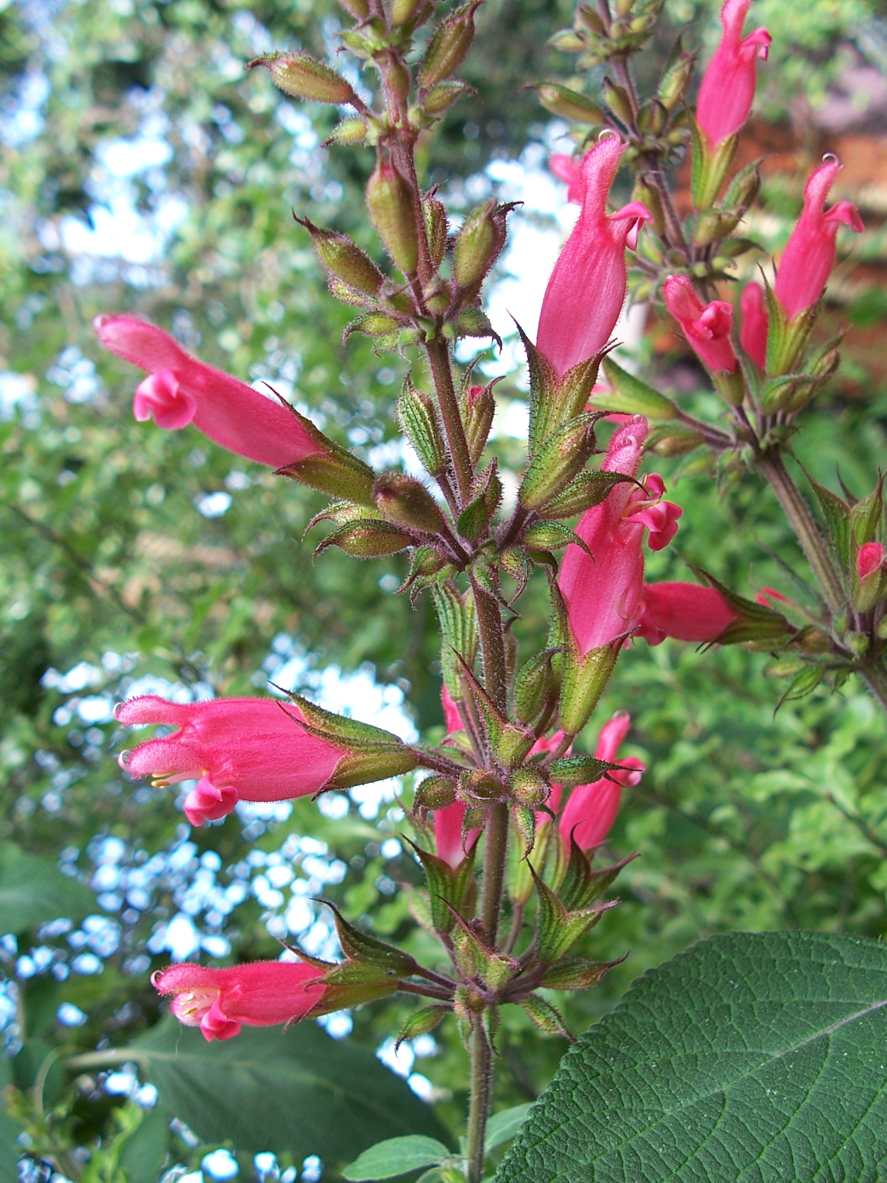 Salvia karwinskii