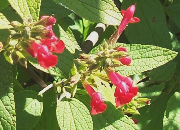 Salvia 'Mystique'