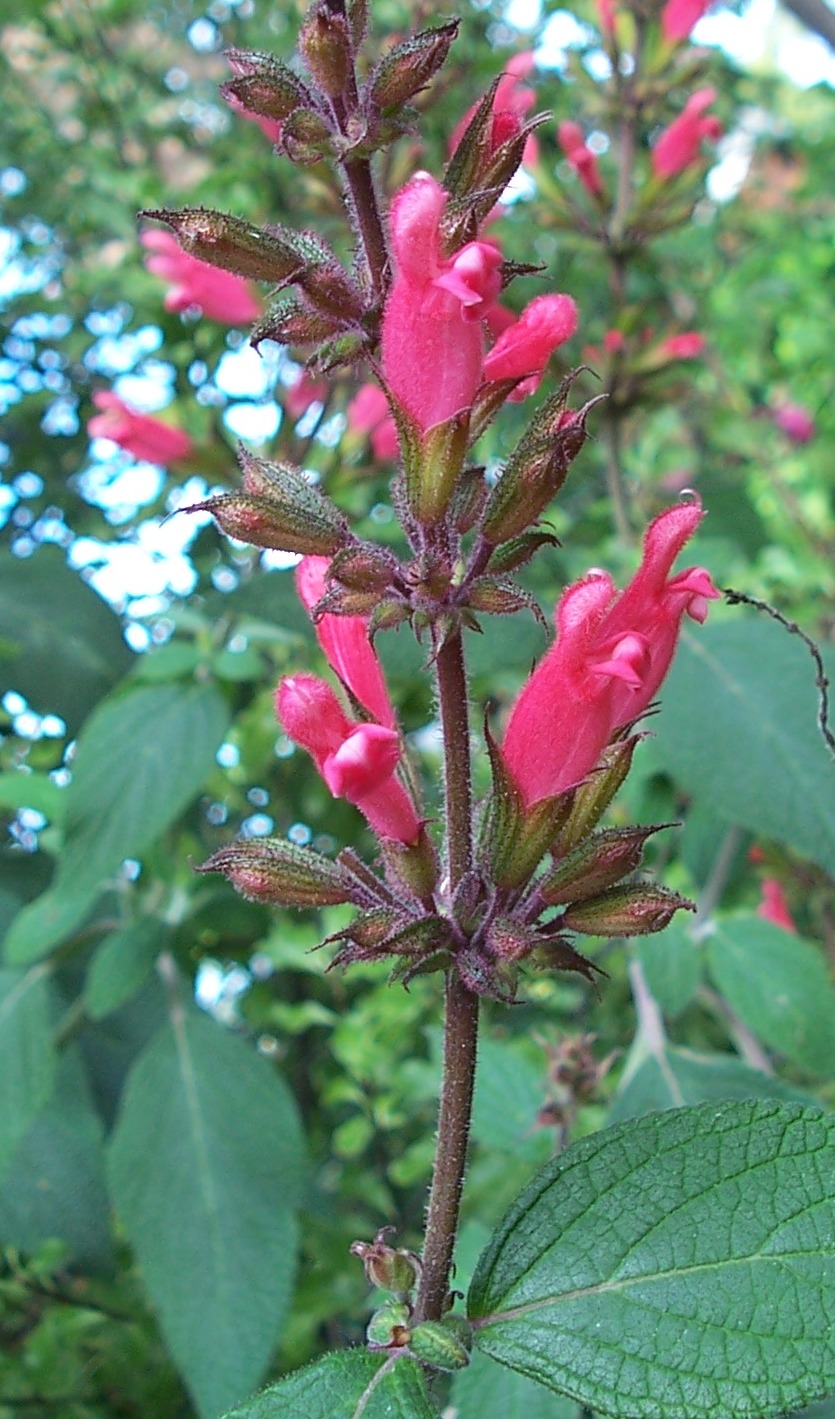 Salvia karwinskii
