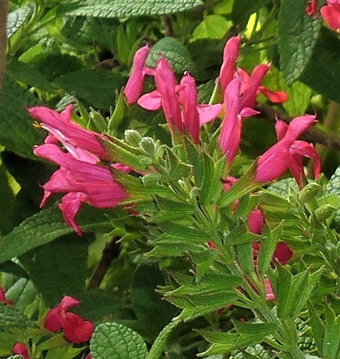Salvia 'Mystique'