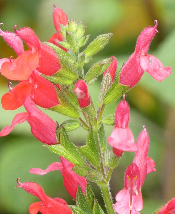 Salvia 'Mystique' Salvia 'Mystique'