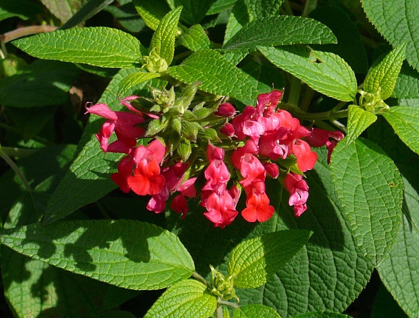 Salvia 'Mystique'