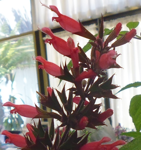 Salvia karwinskii