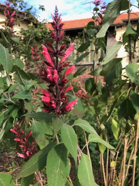 Salvia karwinskii