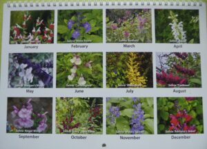 Salvia Calendar 2027 ( back cover)